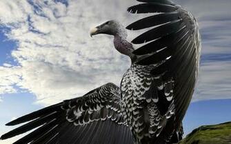 Vulture Wallpaper