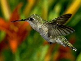Birds Wallpaper Photo And All Pictures