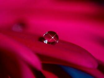 Dew Wallpaper The Captured Beauty