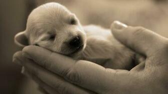 Newborn Puppy Dogs Wallpaper
