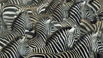 Animal Wallpaper Archives Getwall Net