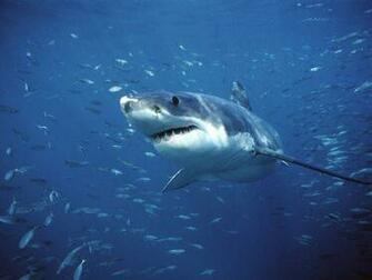 Great White Shark Image