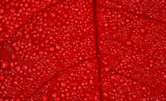 Crisp Red Wallpaper For Desktop Laptop And Tablet Devices