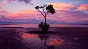 Pink Sunset Wallpaper
