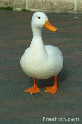Duck Pictures Use Image By Foto