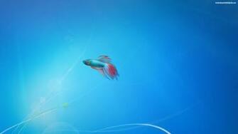 Descargar Imagen Fish Wallpaper Windows HD