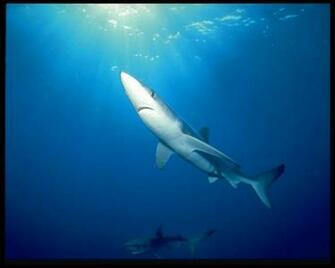 Wallpaper Shark Attack