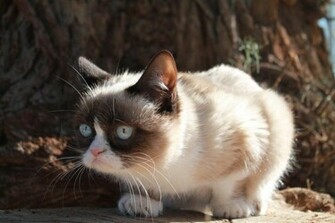 Grumpy Cat Wallpaper HD Res