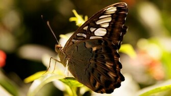 Black Butterfly Wings Wallpaper