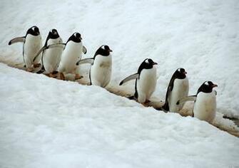 Cute Penguin Background