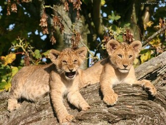 Lion Cubs Cute Baby