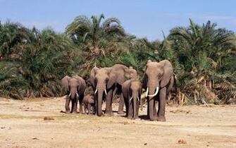Related Wallpaper Animals Elephants Elephant