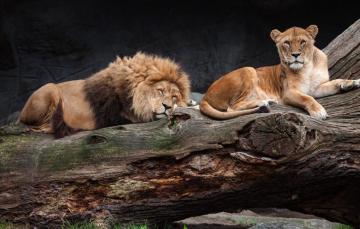 Wallpaper Pose The Dark Background Tree Stay Sleep Leo