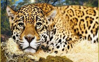 Big Cat High Quality And Resolution Wallpaper On