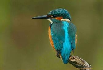 Kingfisher Computer Wallpaper Desktop Background