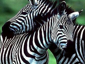 Jungle Safari Animal Photographicwallpaper For Your Computer Desktop