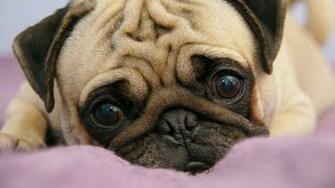Wallpaper Pug Puppy Snout Eyes Lie Full HD