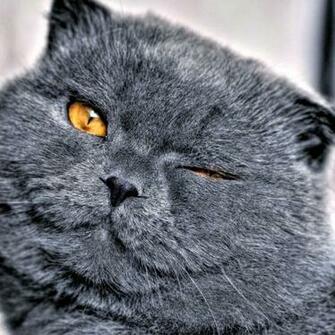 iPad Wallpaper Cat Id02 Animal New