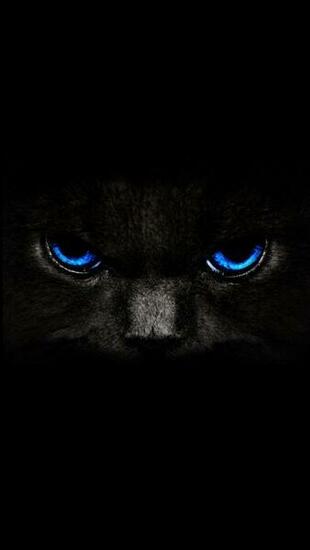 Black Cat iPhone Wallpaper Pctechnotes Pc Tips Tricks And
