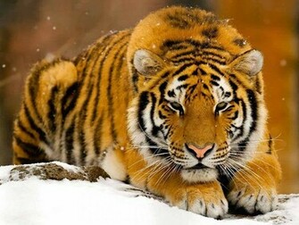 Tigers Wallpaper