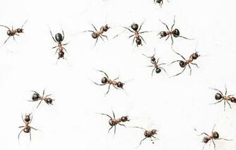 Wallpaper Nature Background Ants Image For Desktop Section