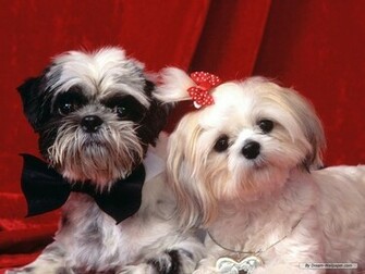 Toy Dog Wallpaper Dogs