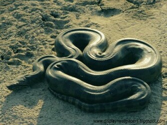 Great Anaconda Snake Wallpaper