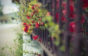 Mobile Wallpaper And Screensavers Nature