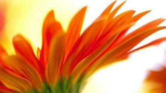 Description From Big Flower Wallpaper