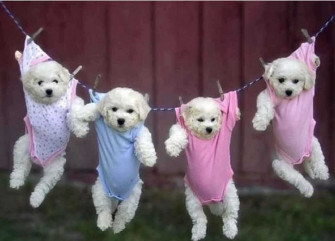 Cute Puppy Wallpaper