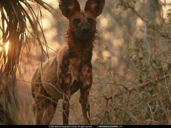 African Wild Dog Wallpaper Volvoab