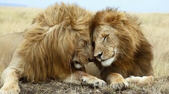 Published March At In Lion Wallpaper HD 1080p
