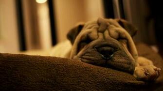 Home Pets And Animals Animal HD Wallpaper