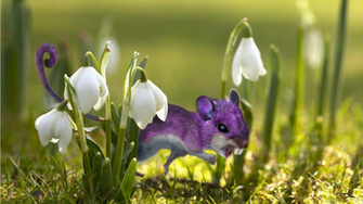 Rattata HD Wallpaper Full Pictures