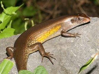 Lizard Wallpaper