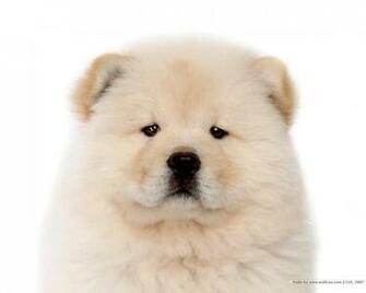 Chow Puppy Wallpaper Puppies