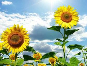 Beautiful Sunflower Wallpaper For Desktop Background