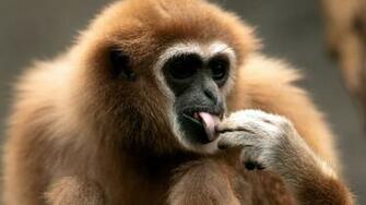 Funny Animals Monkey Computer Picture Wallpaper With