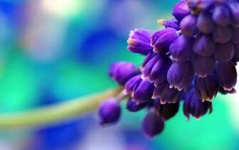 Spring Buds Purple Wallpaper HD S