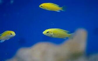 Audioboom Tiny Fish Sounds