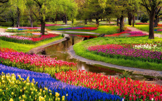 Nature Flowers Wallpaper