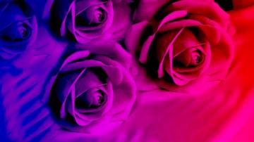 Purple Roses In Bright Color Wallpaper And Image