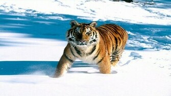 Dier Wallpaper Planeet Sneeuw Tijger Papier Hal Afbeeldingen
