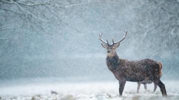 Deer In Snowfall