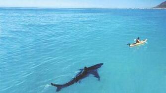 Shark Kayak Wallpaper