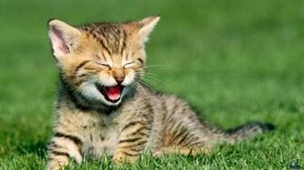 Wallpaper Funny Kitten X Desktop