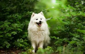 Wallpaper Grass Nature Dog Walk Spitz Image For Desktop