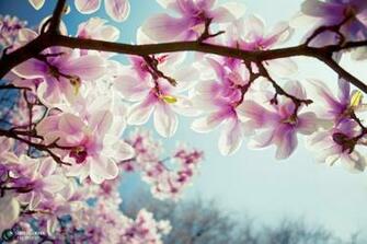 Magnolia Wallpaper