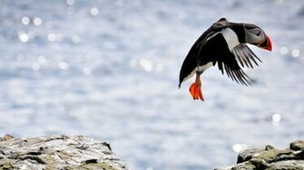 Animal Puffin Wallpaper