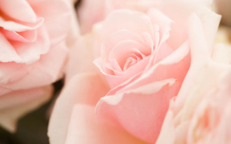 Light Pink Wallpaper HD